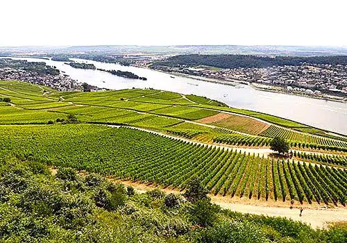 Rudesheim-vineyards